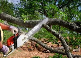 Professional Tree Removal in Manasota Key, FL